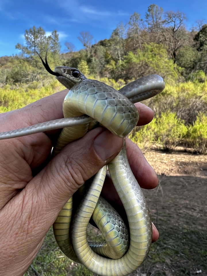 Yellowbelly Racer